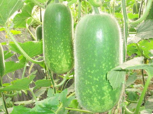 每日有料 吃瓜视频大全高清,精彩吃瓜视频大盘点，高清盛宴不容错过